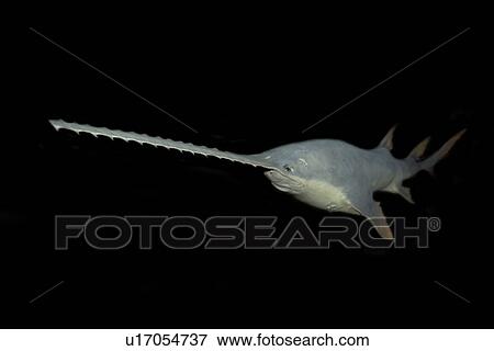 Sawfish, Pristis pectinatus, preserved specimen, Amazon River Basin, Amazonas, Brazil View Large Photo Image Stock Photo - Sawfish, Pristis pectinatus, preserved specimen, Amazon River Basin, Amazonas, Brazil. Fotosearch