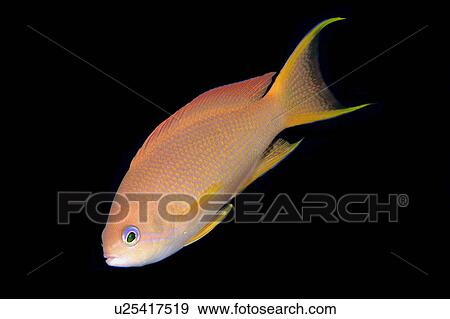Scalefin Anthias (Pseudanthias squamipinnis) Female. Monkey beach, Puerto Galera, Mindoro, Philippines View Large Photo Image Stock Photo - Scalefin Anthias (Pseudanthias squamipinnis) Female. Monkey beach, Puerto Galera, Mindoro, Philippines. Fotosearch