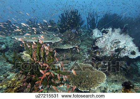 Scalefin Anthiases (Pseudanthias squamipinnis) hovering over corals, Kilima steps, Puerto Galera, Mindoro, Philippines View Large Photo Image Stock Image - Scalefin Anthiases (Pseudanthias squamipinnis) hovering over corals, Kilima steps, Puerto Galera, Mindoro, Philippines. Fotosearch