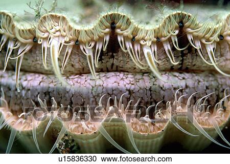 Scallop showing eyes along rim of mantle. UK View Large Photo Image Stock Image - Scallop showing eyes along rim of mantle. UK. Fotosearch