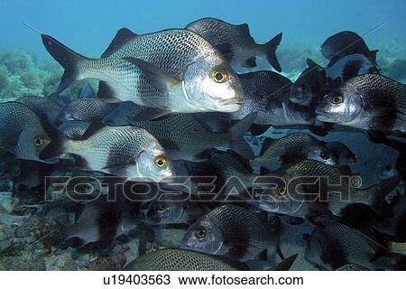 Stock Image - School of black margrates, Anisotremus surinamensis, Ilha do Meio, Fernando de Noronha national marine sanctuary, Pernambuco, Brazil (S. Atlantic). Fotosearch
