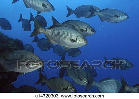 School of chubs, Kyphosus sp., Ilha do meio, Fernando de Noronha national marine sanctuary, Pernambuco, Brazil (S. Atlantic) View Large Photo Image Stock Image - School of chubs, Kyphosus sp., Ilha do meio, Fernando de Noronha national marine sanctuary, Pernambuco, Brazil (S. Atlantic). Fotosearch