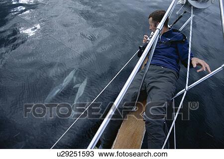Stock Image - Scientist lying on 10ft long bowsprit of research yacht, Silurian, to photo-identify common dolphins. Hebrides, Scotland.. Fotosearch