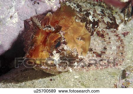 Stock Photo - Scorpion fish (Scorpaena scrofa). Sardinia, Italy. Fotosearch