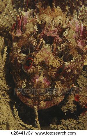 Stock Photo - Scorpion fish (Scorpaena scrofa). Sardinia, Italy. Fotosearch