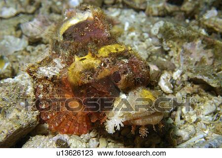 Scorpion fish (Scorpaenopsis sp) Gato Island, Northern Cebu, Philippines (Visayan Sea) View Large Photo Image Stock Image - Scorpion fish (Scorpaenopsis sp) Gato Island, Northern Cebu, Philippines (Visayan Sea). Fotosearch