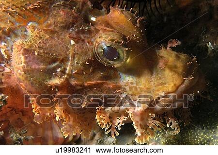 Scorpion fish, Scorpaenopsis sp., head detail, Dumaguete, s Island, Philippines View Large Photo Image Stock Image - Scorpion fish, Scorpaenopsis sp., head detail, Dumaguete, s Island, Philippines. Fotosearch
