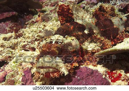 Scorpion fish (Scorpaenopsis sp). Sipadan Island, Malaysia View Large Photo Image Picture - Scorpion fish (Scorpaenopsis sp). Sipadan Island, Malaysia. Fotosearch