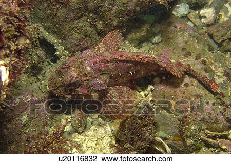 Stock Image - Scorpion fish (Scorpaenopsis sp. ) Munsom island, Jeju-Do, South Korea (East Sea). Fotosearch