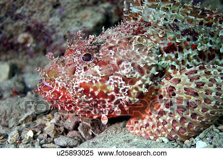 Scorpionfish. Spanish Mediterranean. View Large Photo Image Stock Photography - Scorpionfish. Spanish Mediterranean.. Fotosearch