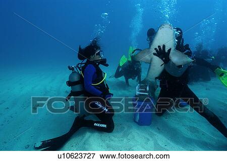 Stock Photo - Scuba diver handles nurse shark, Ginglymostoma cirratum, Molasses Reef, Key Largo, Florida, USA, Atlantic Ocean. Fotosearch