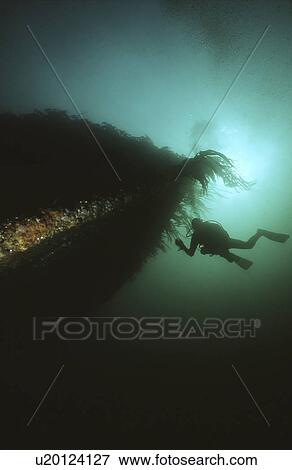 Stock Photo - Scuba Diver on bows of British Blockship Doyle, Scapa Flow, Orkney Islands, Scotland, UK. Fotosearch