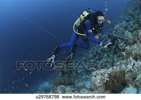 Stock Photo - Scuba Diver on Red Sea coral reef, Red Sea, Egypt. Fotosearch