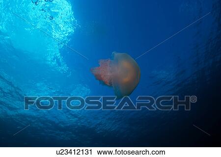 Stock Image - Scyphozoan jellyfish, Truk lagoon, Chuuk, Federated States of Micronesia, Pacific. Fotosearch