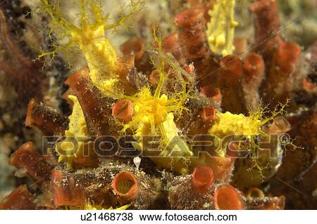 Stock Photo - Sea Cucumber (Colochirus robustus). Borneo, Malaysia. Fotosearch