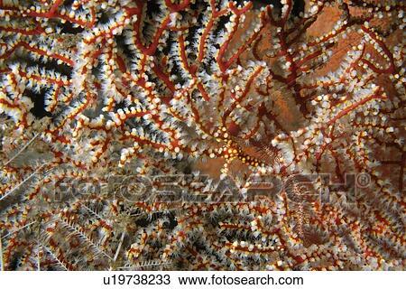 Sea fan, Solenocaulon sp., Dumaguete, s Island, Philippines View Large Photo Image Stock Image - Sea fan, Solenocaulon sp., Dumaguete, s Island, Philippines. Fotosearch