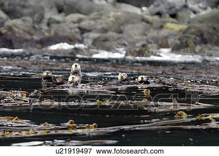 Stock Photo - Sea Otter (Enhydra lutris) group swimming in kelp. Southeast Alaska, USA, Pacific Ocean. Fotosearch