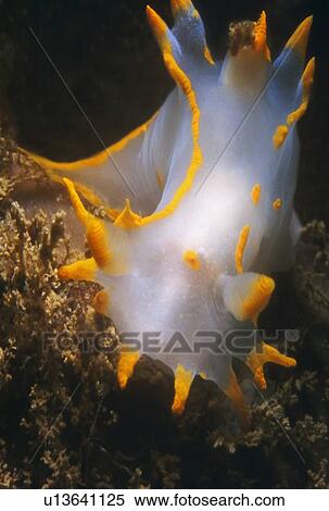 Sea Slug Nudibranch showing detail of yellow edges and white body. UK. View Large Photo Image Stock Photography - Sea Slug Nudibranch showing detail of yellow edges and white body. UK.. Fotosearch
