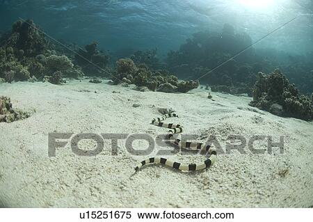 Stock Photography - Sea Snake. Red Sea, Egypt.. Fotosearch