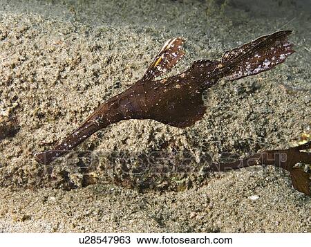 Seagrass ghost pipefish (Solenostomus cyanopterus) close-up. Na'ama Bay, Sharm El Sheikh, South Sinai, Red Sea, Egypt. (rr) View Large Photo Image Stock Image - Seagrass ghost pipefish (Solenostomus cyanopterus) close-up. Na'ama Bay, Sharm El Sheikh, South Sinai, Red Sea, Egypt. (rr). Fotosearch