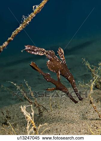 Stock Photography - Seagrass ghost pipefish (Solenostomus cyanopterus) couple. Na'ama Bay, Sharm El Sheikh, South Sinai, Red Sea, Egypt. (rr). Fotosearch