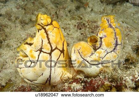 Seasquirt (Polycarpa aurata). Borneo, Malaysia View Large Photo Image Stock Photo - Seasquirt (Polycarpa aurata). Borneo, Malaysia. Fotosearch