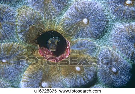 Sectretary Blennie peeping out of coral with mouth open. Bonaire. View Large Photo Image Stock Photography - Sectretary Blennie peeping out of coral with mouth open. Bonaire.. Fotosearch