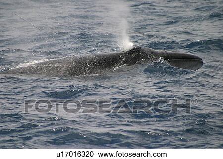 Stock Image - Sei whale surfacing (Balaenoptera borealis) Azores, Atlantic Ocean. Fotosearch