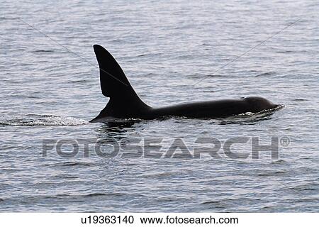 Stock Image - Semi-resident male Killer whale (Orcinus orca) off Scotland, known as John Coe recognised by the old wound in his dorsal fin. Hebrides, West coast of Scotland. . Fotosearch