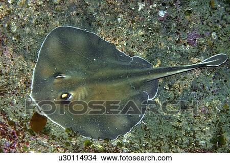 Sepia stingray, Urolophus aurantiacus, Munsom island, Jeju-Do, South Korea (East Sea) View Large Photo Image Picture - Sepia stingray, Urolophus aurantiacus, Munsom island, Jeju-Do, South Korea (East Sea). Fotosearch