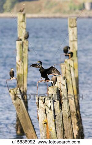 Stock Image - Shag (Phalacrocorax aristotelis) on old pier. Shags use the old pier at Salen. Isle of Mull, throughout the year from which to forage in the Sound of Mull. Hebrides, Scotland. Fotosearch