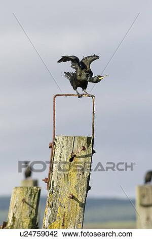 Stock Image - Shag (Phalacrocorax aristotelis) on old pier. Shags use the old pier at Salen. Isle of Mull, throughout the year from which to forage in the Sound of Mull. Hebrides, Scotland. Fotosearch