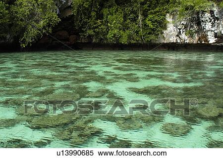 Shallow coral lagoon, Rock Islands, Palau, Micronesia View Large Photo Image Stock Photography - Shallow coral lagoon, Rock Islands, Palau, Micronesia. Fotosearch