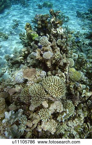 Shallow Coral Reef on sandy bottom (mainly Acropora spp. and Pocillopora spp. ) Namu atoll, Marshall Islands (N. Pacific) View Large Photo Image Stock Photograph - Shallow Coral Reef on sandy bottom (mainly Acropora spp. and Pocillopora spp. ) Namu atoll, Marshall Islands (N. Pacific). Fotosearch