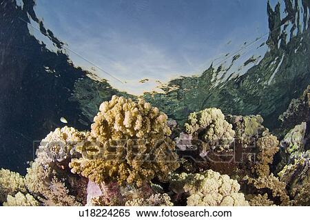 Shallow Reef, shells window, reflection of reef in surface water, corals, Egyptian Red Sea View Large Photo Image Stock Photography - Shallow Reef, shells window, reflection of reef in surface water, corals, Egyptian Red Sea. Fotosearch