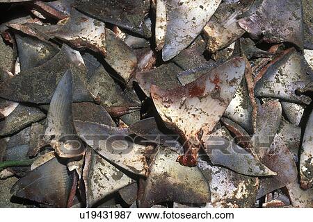 Shark dorsal fins cut from various species in the Shark Fining panga fishery. Gulf of California (Sea of Cortez), Mexico. View Large Photo Image Stock Photo - Shark dorsal fins cut from various species in the Shark Fining panga fishery. Gulf of California (Sea of Cortez), Mexico.. Fotosearch