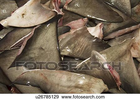 Shark fins View Large Photo Image Stock Photo - Shark fins. Fotosearch
