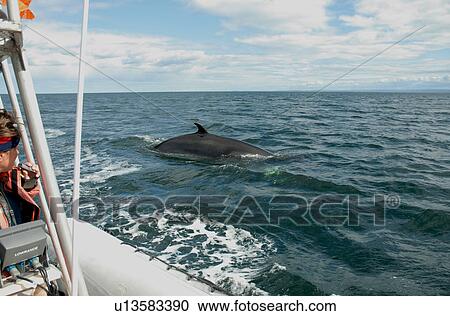 Stock Image - She can't be more trusting than that. A curious Minke whale (Balaenoptera acutorostrata) has turned upside down exposing her white belly, navel and genital slits to the photographer. St. Lawrence estuary, Canada. Fotosearch