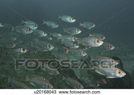 Shoal of Fish (Species unknown) Angaga House Reef, Maldives, Indian Ocean View Large Photo Image Stock Image - Shoal of Fish (Species unknown) Angaga House Reef, Maldives, Indian Ocean. Fotosearch