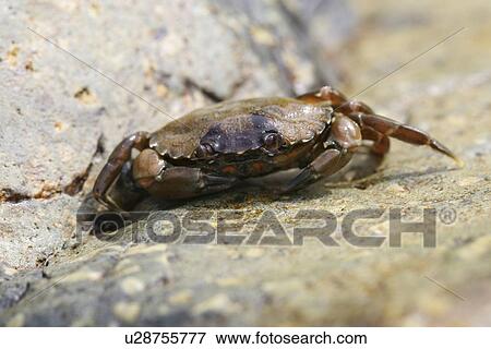 Shore Crab. UK View Large Photo Image Stock Photo - Shore Crab. UK. Fotosearch