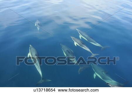 Picture - Short-beaked Common Dolphin (Delphinus delphis) bow riding. Pembrokeshire, Wales, UK . Fotosearch