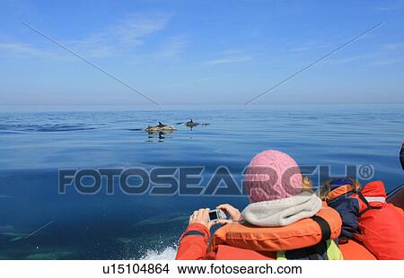 Picture - Short-beaked Common Dolphin (Delphinus delphis) on guided marine tour. Pembrokeshire, Wales, UK. Fotosearch