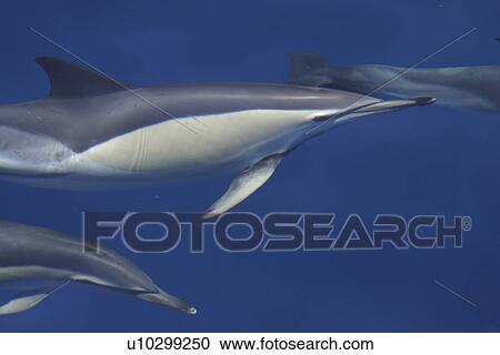 Short-beaked Common Dolphin (Delphinus delphis) through the surface of the sea. Gran Canaria, Canary Islands, Atlantic Ocean. View Large Photo Image Stock Image - Short-beaked Common Dolphin (Delphinus delphis) through the surface of the sea. Gran Canaria, Canary Islands, Atlantic Ocean.. Fotosearch