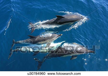 Stock Image - Short-beaked Common Dolphin (Delphinus delphis) Pembrokeshire, Wales, UK. Fotosearch