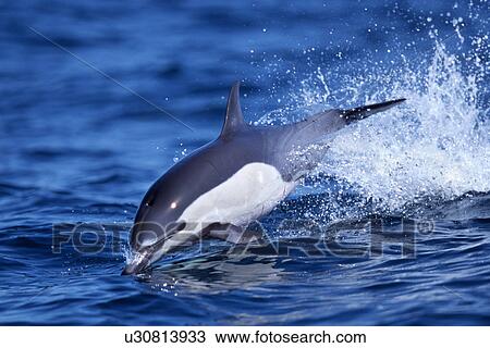 Short-beaked Common Dolphin (Delphinus delphis) leaping in the waters off San Diego, California. View Large Photo Image Stock Image - Short-beaked Common Dolphin (Delphinus delphis) leaping in the waters off San Diego, California.. Fotosearch