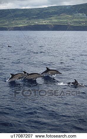 Short-beaked Common Dolphin (Delphinus delphis) in front of Faial. Azores View Large Photo Image Stock Photo - Short-beaked Common Dolphin (Delphinus delphis) in front of Faial. Azores. Fotosearch