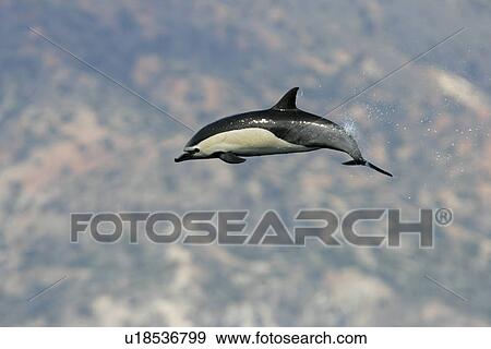 Stock Photo - Short-beaked common dolphin (Delphinus delphis) leaping off the north shore of Catalina Island, Southern California, USA. Pacific Ocean.. Fotosearch