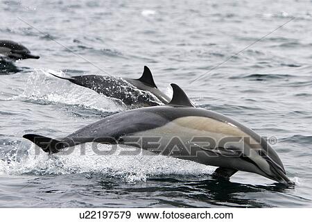 Short-beaked Common Dolphin (Delphinus delphis) leaping offshore in Santa Monica Bay, Southern California, USA. Pacific Ocean. View Large Photo Image Stock Photo - Short-beaked Common Dolphin (Delphinus delphis) leaping offshore in Santa Monica Bay, Southern California, USA. Pacific Ocean.. Fotosearch
