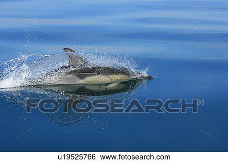 Stock Photograph - Short-beaked Common Dolphin (Delphinus delphis). Pembrokeshire, Wales, UK. Fotosearch