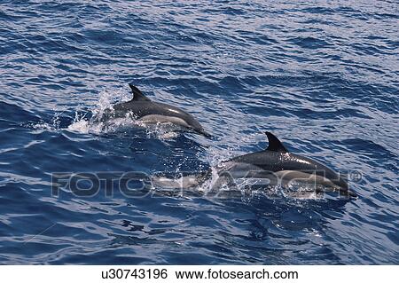 Stock Photograph - Short-beaked Common Dolphin (Delphinus delphis) Azores. Fotosearch